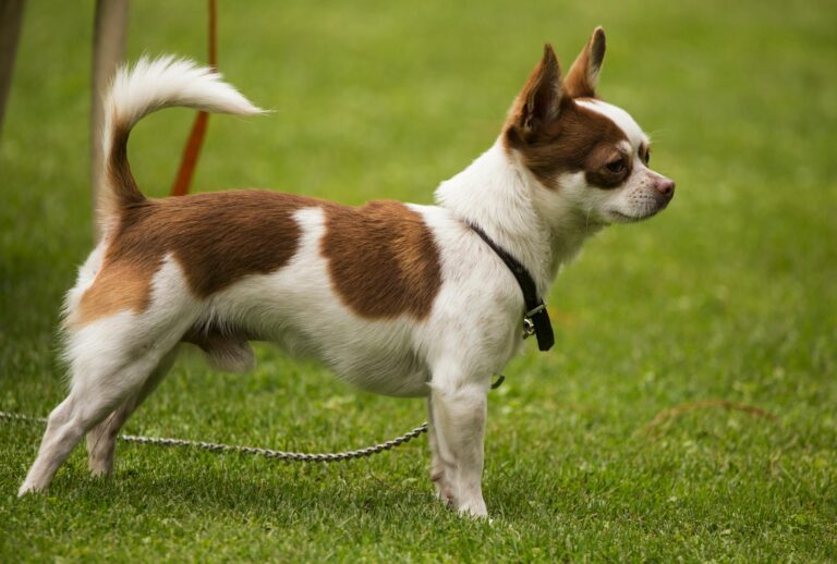Adorable small chihuahua standing on green lawn