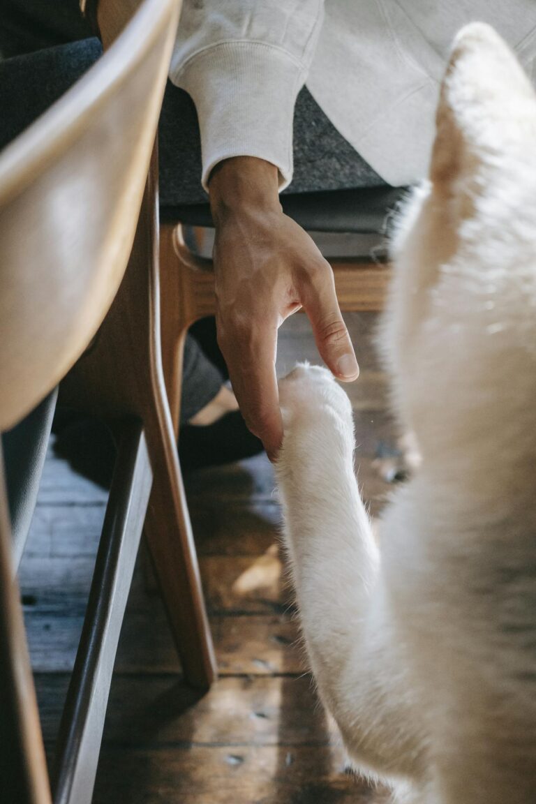 From above of crop unrecognizable male holding paw of adorable loyal Akita Inu dog while sitting on chair at home